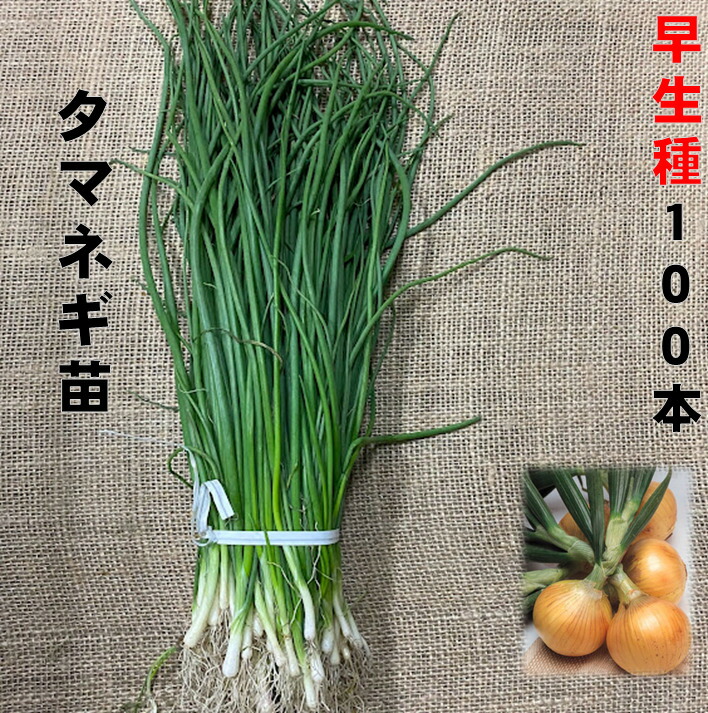 玉ねぎ苗【⭕アリオン２０００本⭕赤玉５００本⭕】【野菜苗】【玉葱苗】 玉ねぎ苗（中晩生）F1つり玉パーフェクト 500本 貯蔵系 たまねぎ
