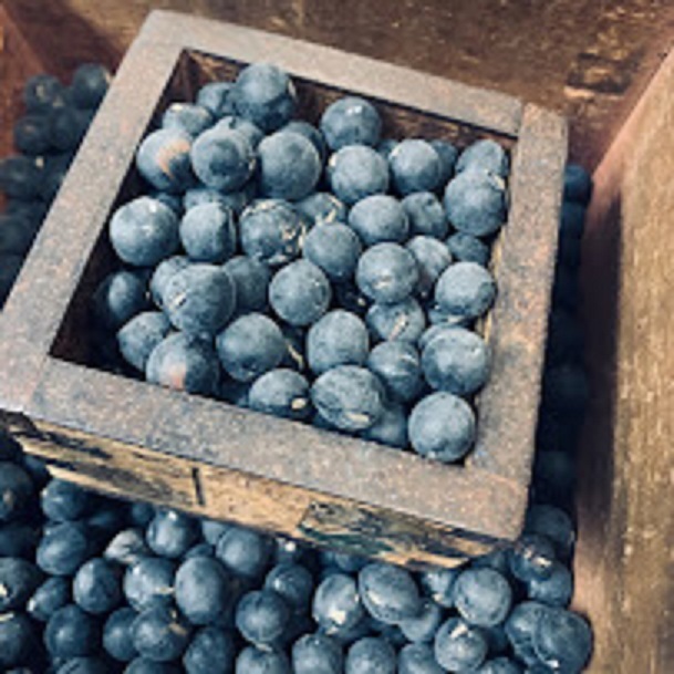 楽天市場】丹波黒大豆種 2デシリットル 約160粒 栽培用の黒豆種子