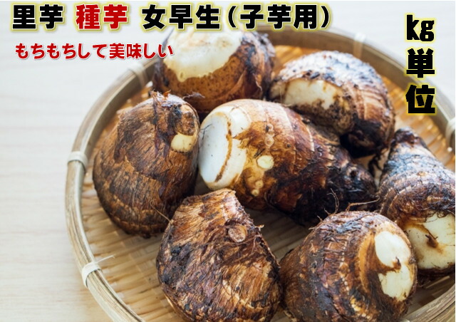 楽天市場】女早生 里芋種芋 1キロ約8～15コ 愛媛県産 子芋を食用にし