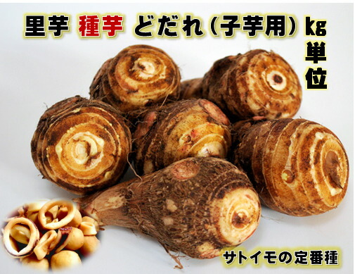 大海　おまとめ　千葉県産 土垂 里芋 種芋 Sサイズ 楽天市場】土垂(どだれ） 里芋 種芋 1キロ 子芋 青茎 ねばりがあり煮
