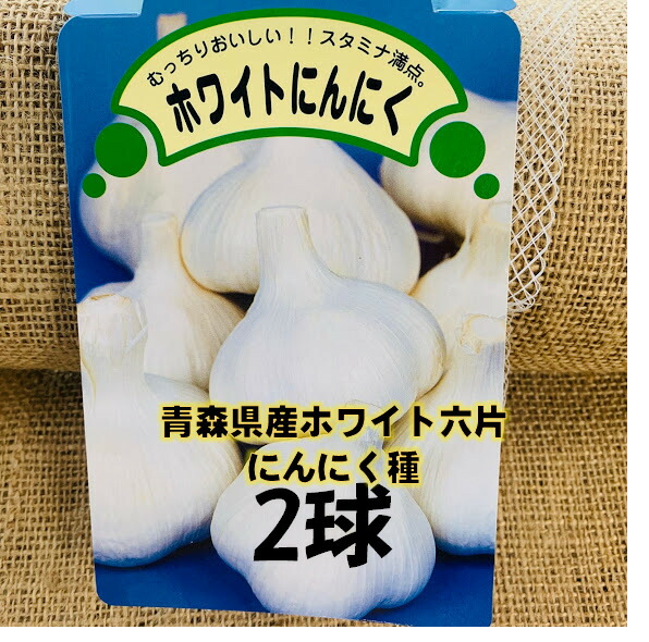 ホワイト六片種【青森県産 にんにく（ニンニク） Ｌサイズ 球 12kg（12キロ 楽天市場】ホワイト六片 Lサイズ2球 青森県産 にんにく種 約12片