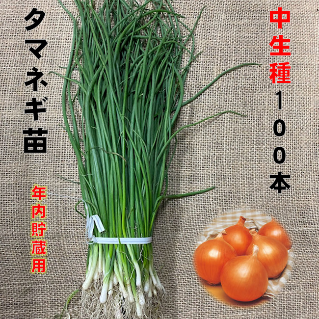 株式会社Honmaページ▼白玉ねぎ苗 株式会社Honmaページ▽白玉ねぎ苗 楽天市場】白 玉ねぎ 苗の通販