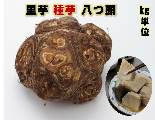 【楽天市場】八つ頭 里芋種1キロ 赤ずいき 赤い茎も美味しく有名 親芋、子芋、茎が食用可 やつがしら：荒川種苗