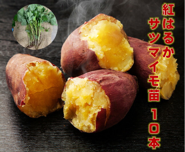 楽天市場】サツマイモ苗 紅あずま苗 早生でホクホク甘みが強い