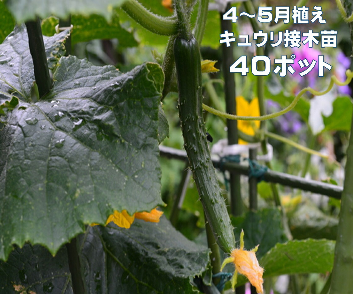 胡瓜苗 接木 40ポット きゅうり 亜種名 夏すずみ 北進 春植え 身寄り家庭菜園 鉢植え プランター作りだす 4～5月植え