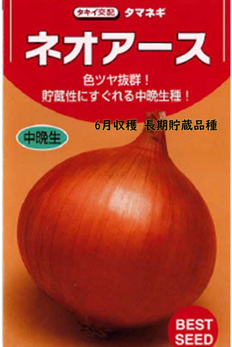 玉ねぎ種　もみじ3号 玉ねぎ抜き苗 品種：もみじ3号(晩生) 【野菜の苗 約50本／束