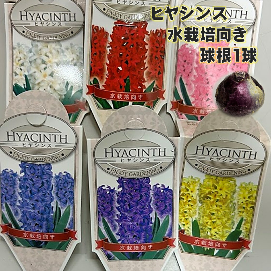楽天市場】ヒヤシンス 球根 カラフル5色セット 5色各1球の計5球パック