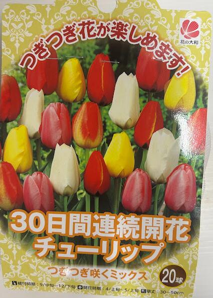 楽天市場】チューリップ球根 5球パーロット咲 色 : 荒川種苗
