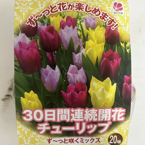 楽天市場】チューリップ球根 5球フリンジ咲 : 荒川種苗