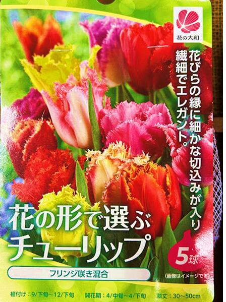 楽天市場】チューリップ球根 20球 ず～っと咲くミックス 30日連続開花