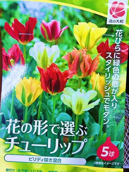 球根5種類セット チューリップ 球根 バルブオブザイヤーAセット 5種25球