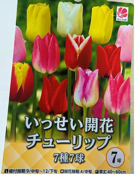 楽天市場】チューリップ球根 5球フリンジ咲 : 荒川種苗