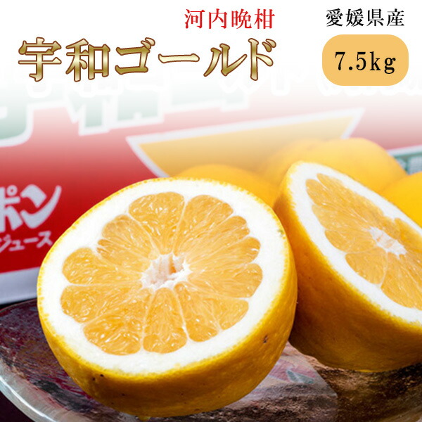【期間中P2倍&クーポン配布中】【期間限定販売】『宇和ゴールド(品種：河内晩柑)』 愛媛県産 柑橘 S～2L 約7.5kg 産地箱 風袋込 ※常温【2025年6月2日（月）10：00決済完了分で終了】※常温【メーカー直送】【お買い物マラソン★買い回り】