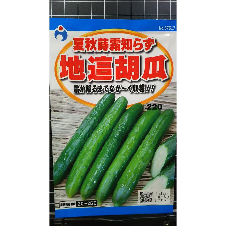 きゅうり 楽天市場】近成ときわ地這胡瓜（きゅうり）（種:ウタネ