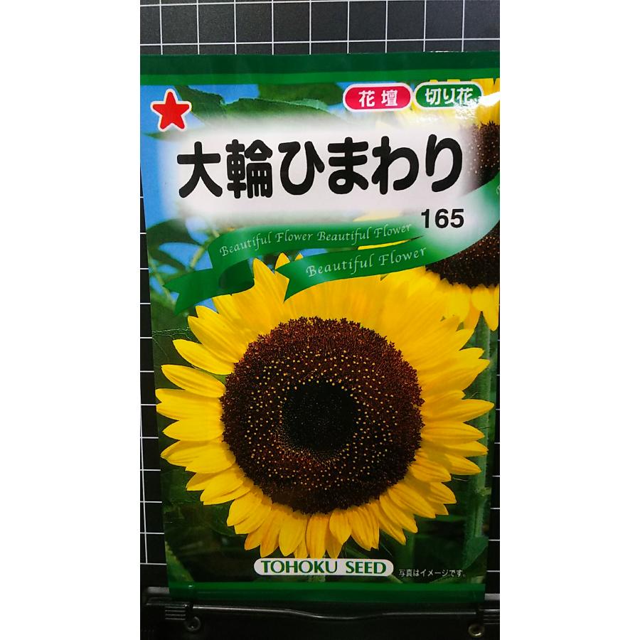楽天市場】切花ひまわり（F1サンリッチミックス）（種:ウタネ