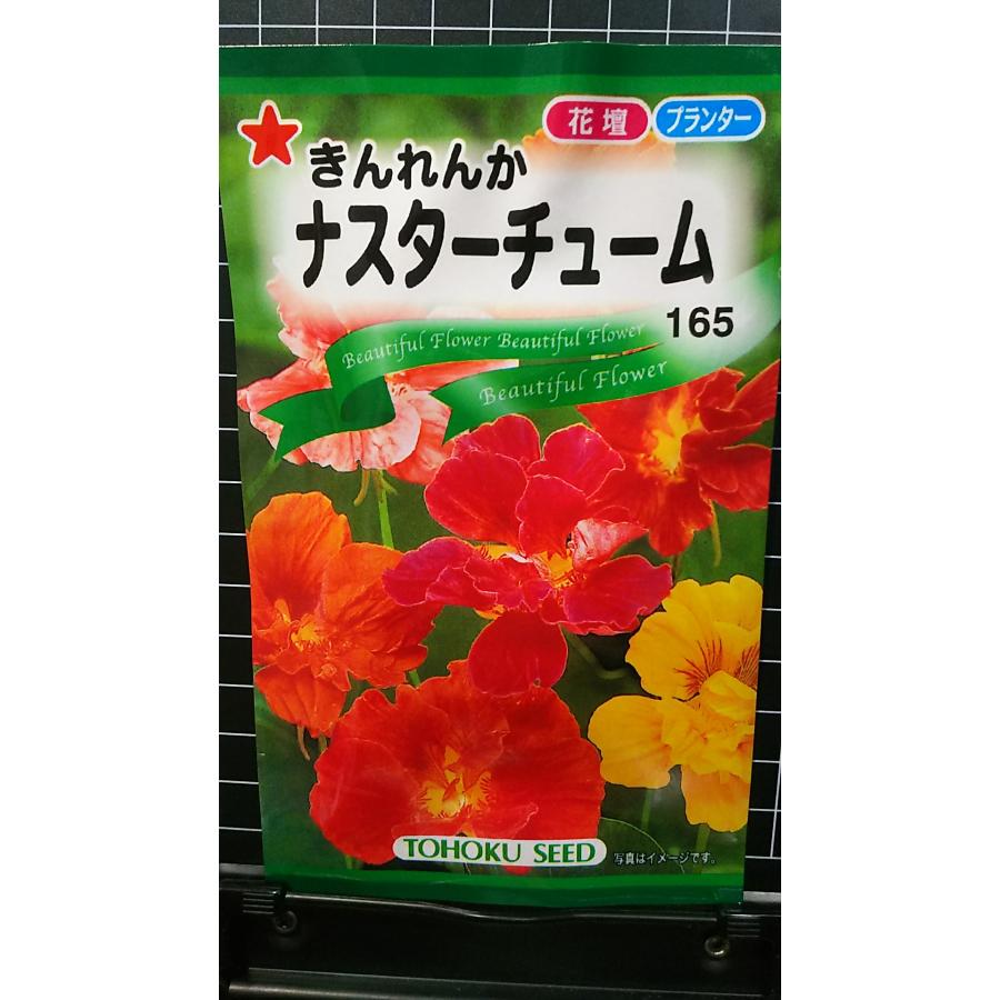 楽天市場】ニホンタンポポ(カンサイタンポポ) 種 : 千草園芸