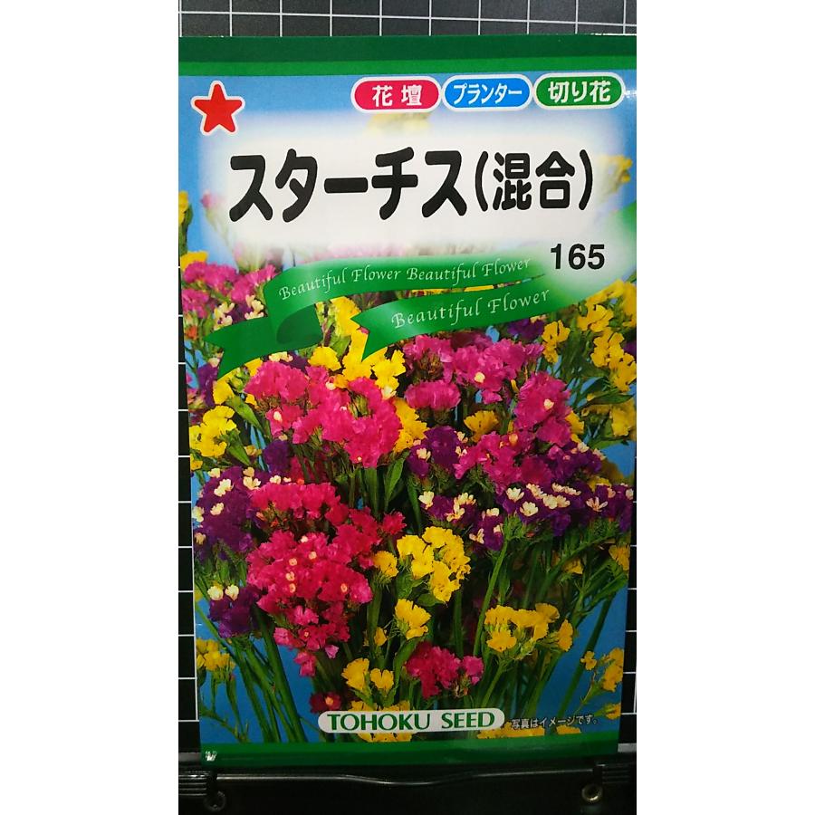 ❇️スターチス デュモサ❣️2種類 楽天市場】宿根スターチス 種 【 デュモサ 】 小袋 （ 宿根スターチス