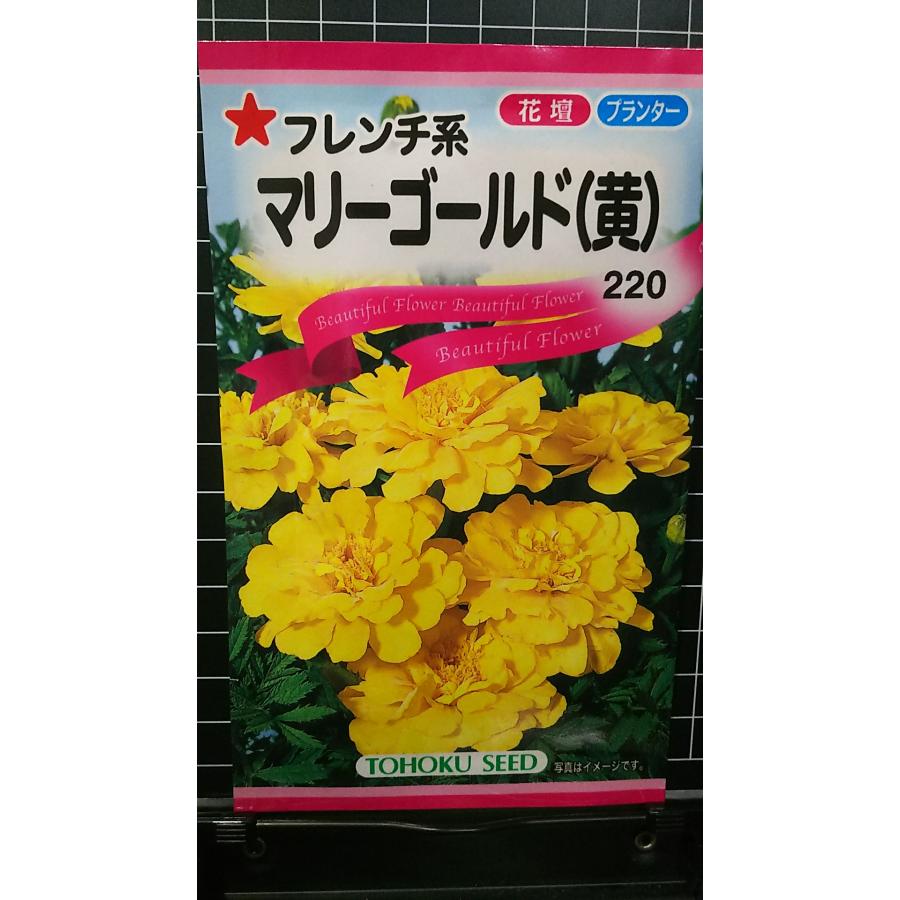楽天市場】マリーゴールド アフリカン種 ホワイトゴールドマックス
