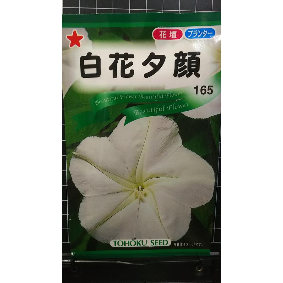 新鮮 なユウガオ19キロ 楽天市場】夕顔(ユウガオ) 赤花1株 : あなたの街のお花屋さんイングの森