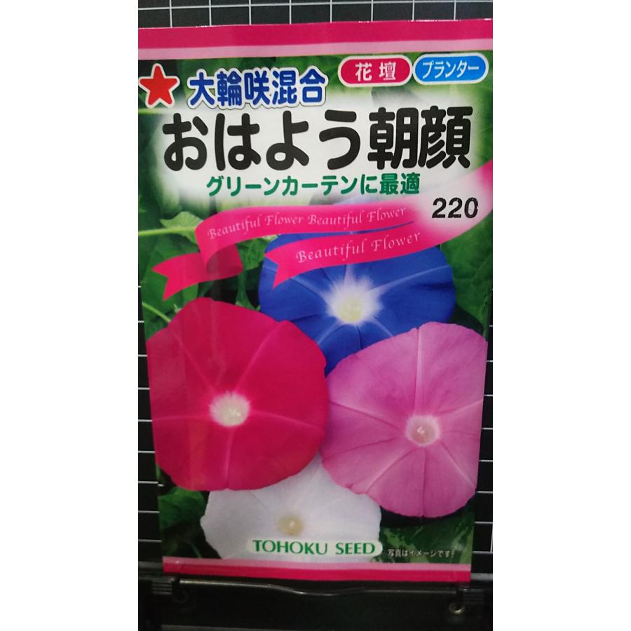 楽天市場】朝顔 苗 日の丸 1ポット ご当地シリーズ 白 日本朝顔