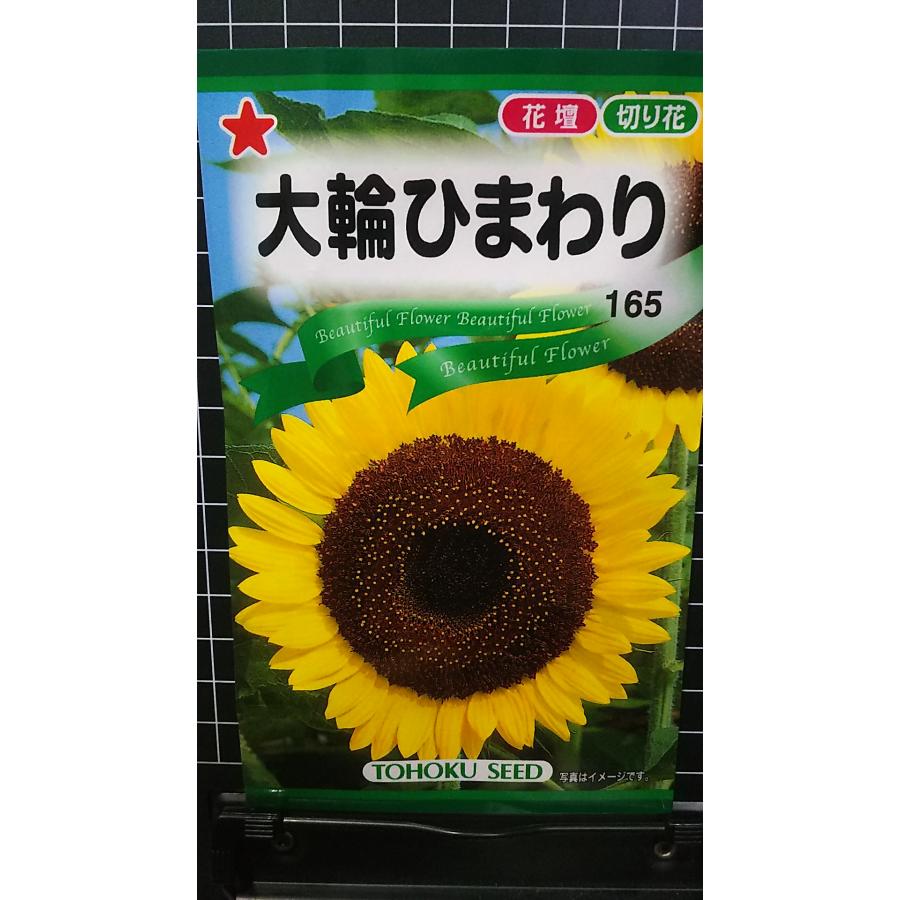 楽天市場】丁字咲き宿根ひまわり苗 ヒマワリ 向日葵 花芽が付き始める