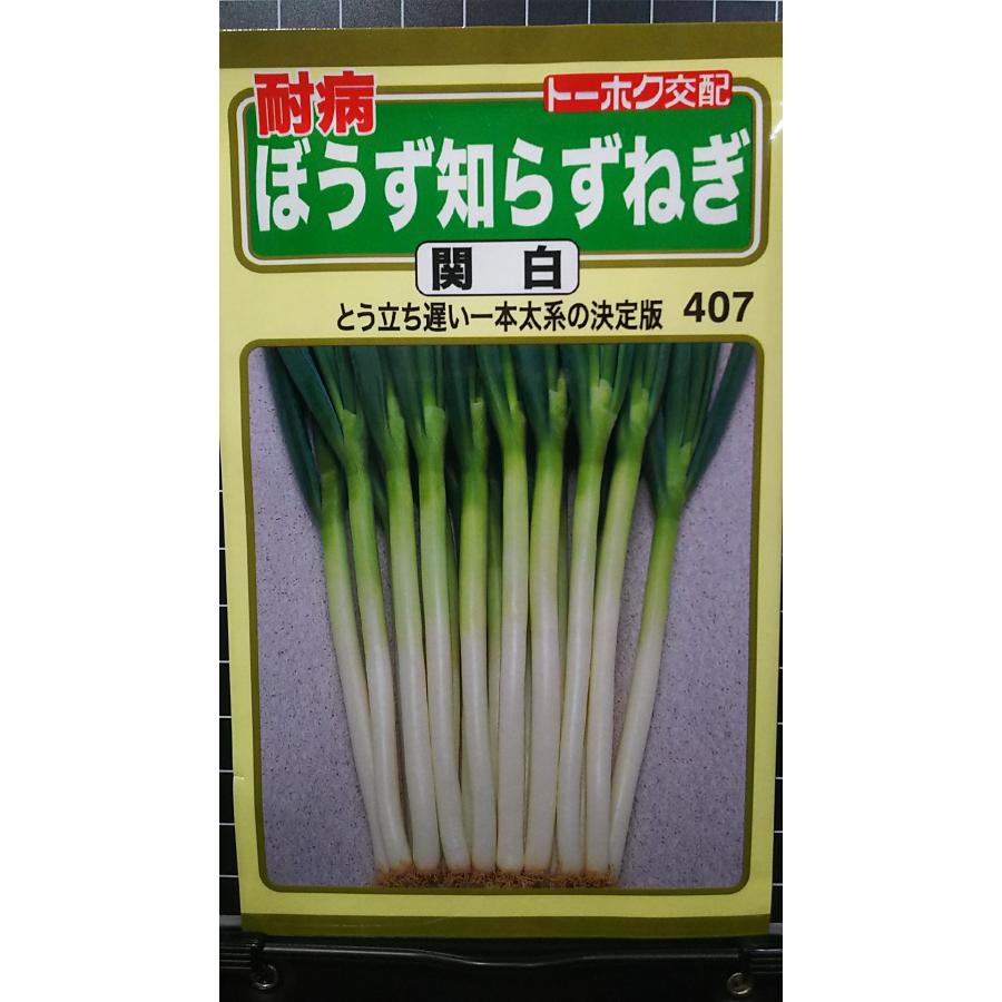 楽天市場】【種子】耐病ぼうず知らずねぎ 関白 トーホクのタネ : Ivy