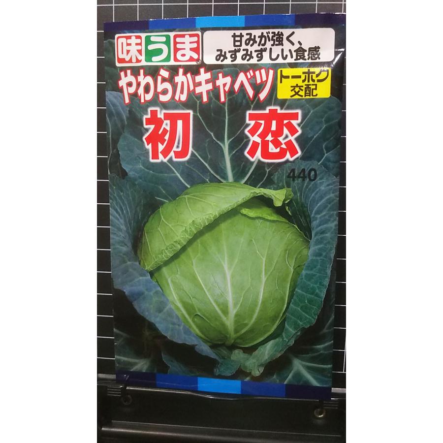 楽天市場】キャベツ 種 初恋 コート 5000粒 プロ向け 家庭菜園