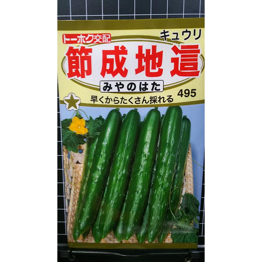 楽天市場】近成ときわ地這胡瓜（きゅうり）（種:ウタネ