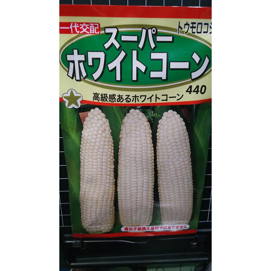 【楽天市場】スーパー ホワイト コーン 白 トウモロコシ 種 種 種子 トーホク：きのくに種苗店