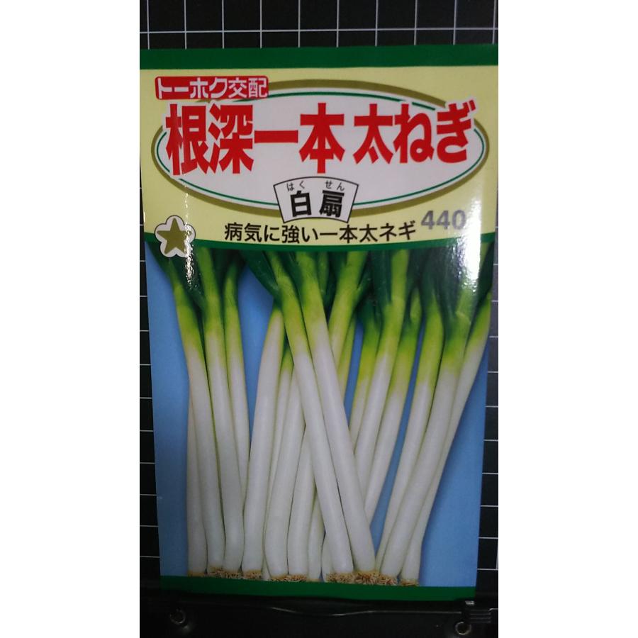 ネギ　羽生　5000粒　有効期限８月 取り寄せ】羽生一本太【トーホク種苗】 コート5000粒 - ネギ参謀
