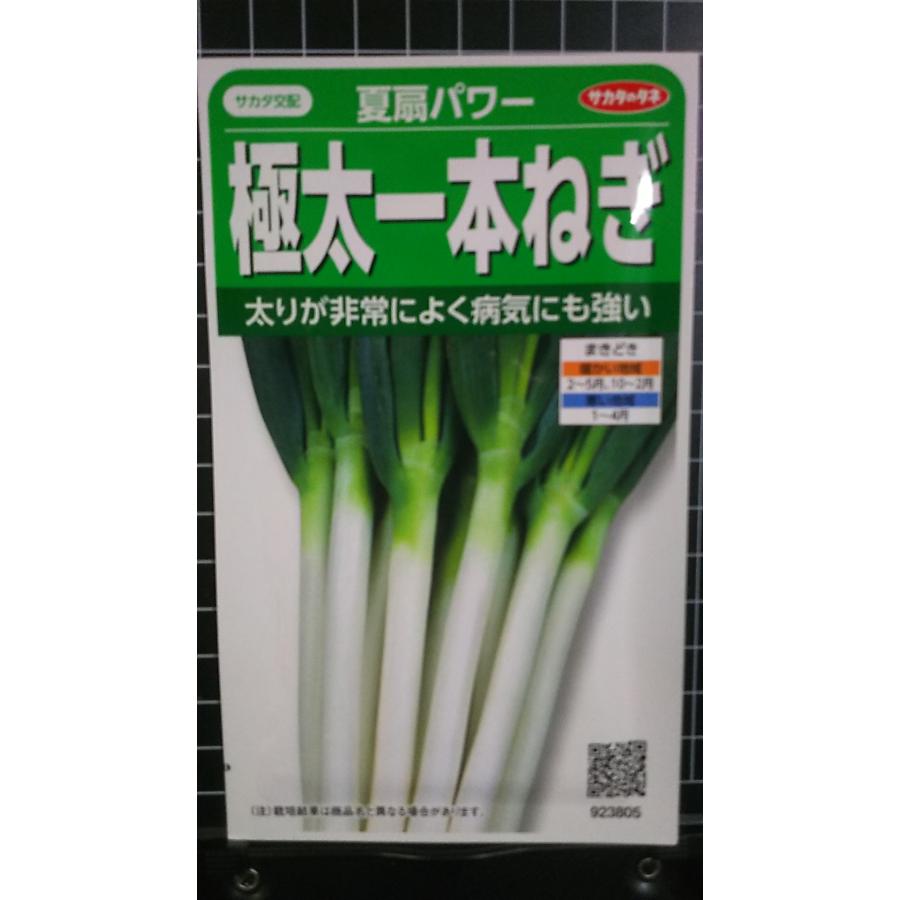 楽天市場】ネギ 種 夏柱 MKS-N43 新品種 野菜 種 みかど 長ネギ プロ
