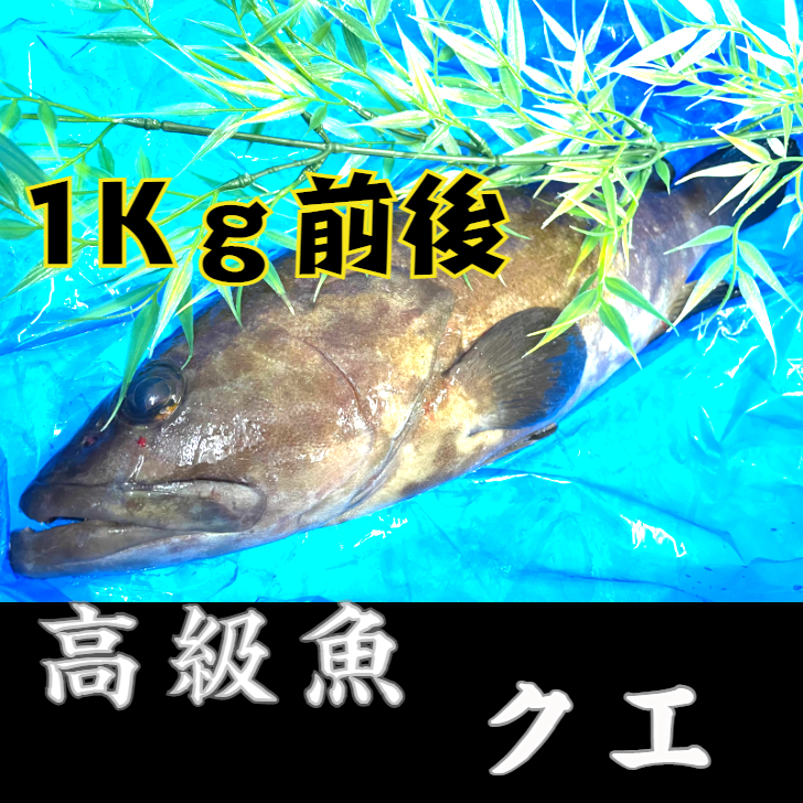 クエ 神経総量 出生地直送 1 前後 おうち産米 貨物輸送無料 摂食育 鑑識経験 しゃぶしゃぶ 刺身 手鍋 Bairien Yamagata Jp