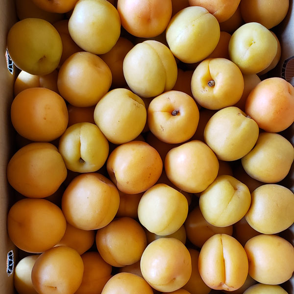あんず「平和」約８ｋｇ（4kg×2箱）<br>加工用杏・大小バラ詰め<br>６月２０日前後～出荷予定<br>クール便は別途(440円)
