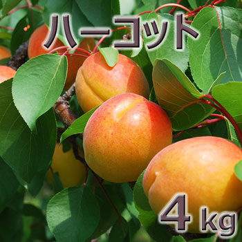 人気のファッションブランド 塚田さんのあんず ハーコット ４ｋｇ 2kg 2箱 生食用 大小バラ詰め６月下旬 出荷予定 北海道 中国 四国 九州 沖縄離島は送料別途 常温便 クール便は別途 330円 他の商品と同梱不可 クラシック Kanematsuusa Com