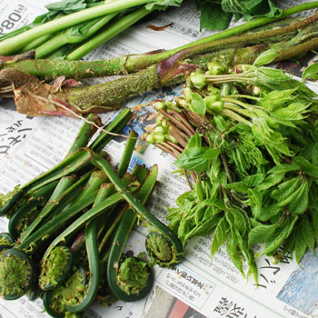 楽天市場】予約・天然山菜あけびの芽100g(大小バラ詰め)5月