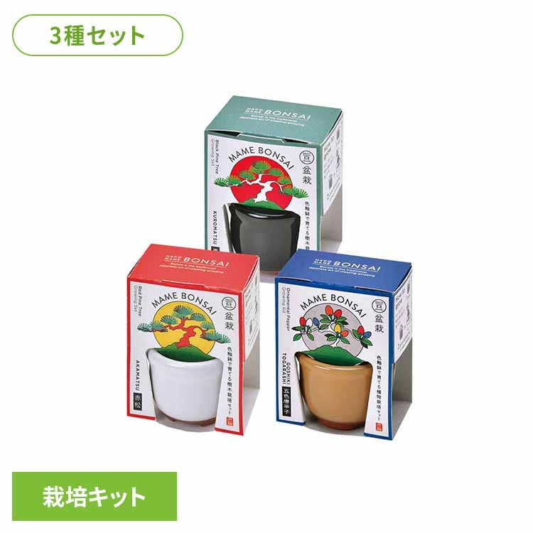 楽天市場】HACO MAME 盆栽栽培セット GD-96501 GD-96502 GD-96504栽培