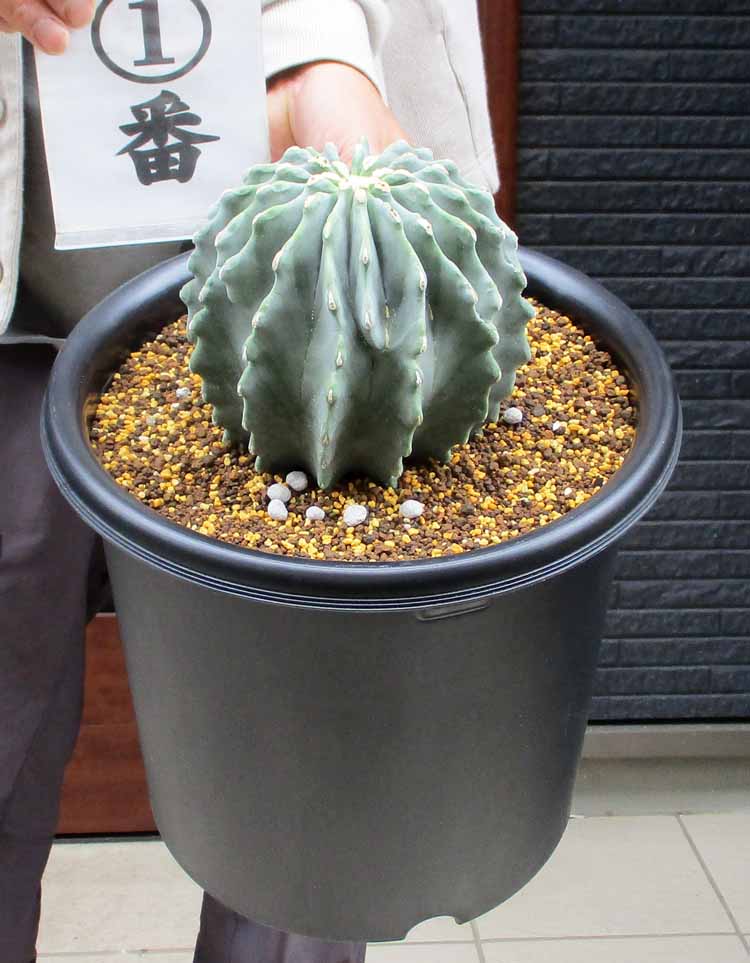 楽天市場】【現品・現物】サボテン・王冠竜 （おうかんりゅう