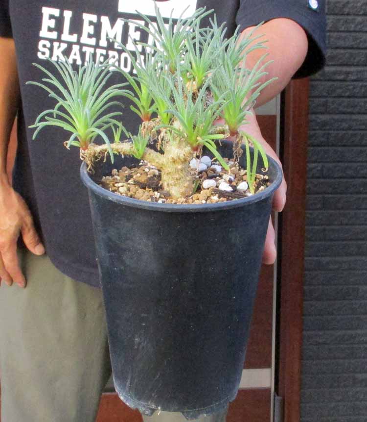 楽天市場】発根確認済です 【現品】カリバナス・フーケリー