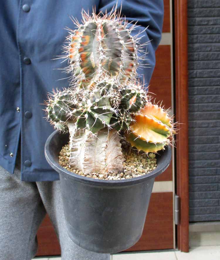 楽天市場】ギムノカリキウム ミハノビッチ錦 2.5号サイズ 鉢植え 赤や