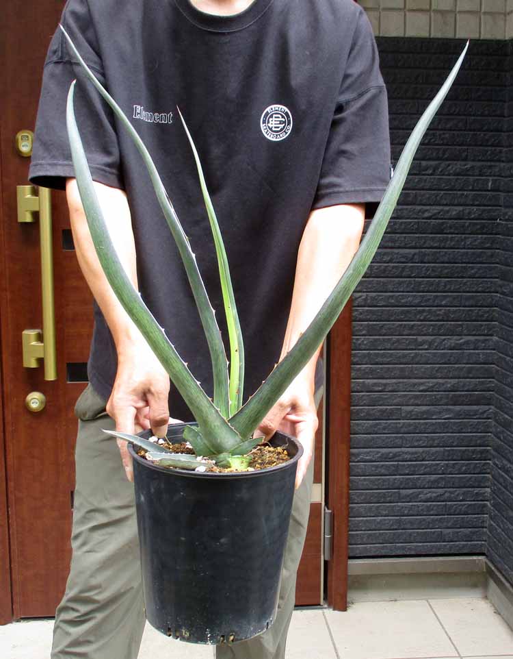 楽天市場】【現品・現物】アガベ・スノーグロー Agave hyb.'Snow