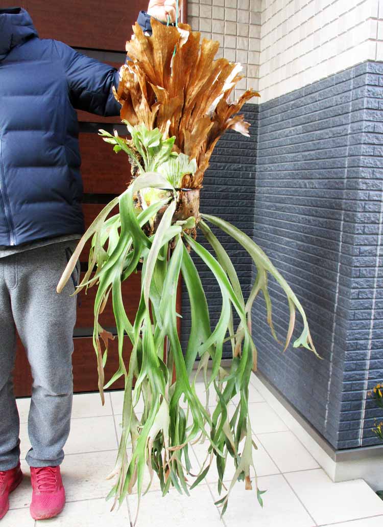 楽天市場】植物園級の大きさ【現品・現物】コルク付き プラティケ