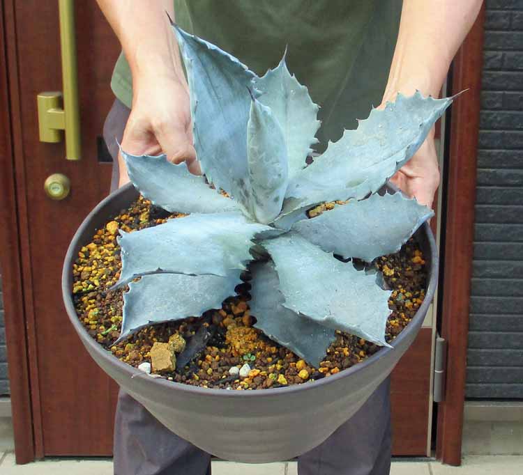 楽天市場】【現品・現物】アガベ・スノーグロー Agave hyb.'Snow