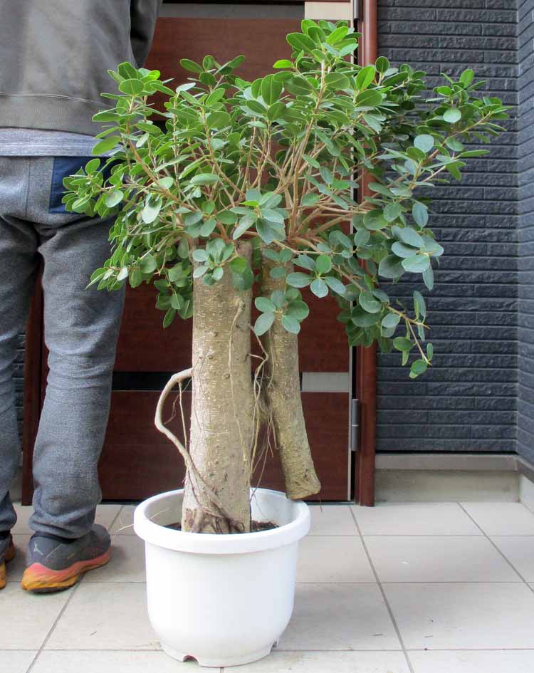 楽天市場】【現品・現物】Trithrinax campestris トリス