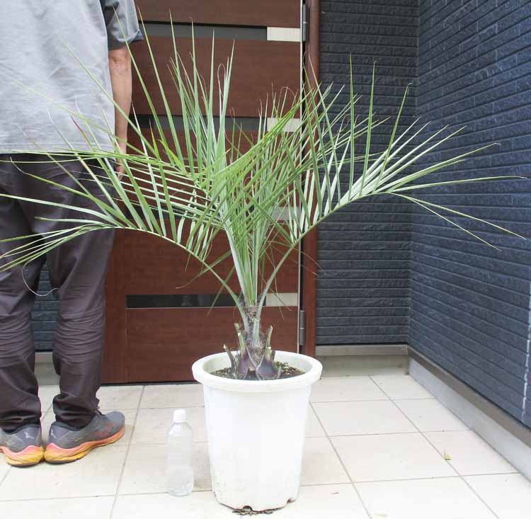 c*o様 ココスヤシ　安心のポット植え　カルフォルニアスタイル　ヤシの木　送料込 楽天市場】ヤシの木 【ココスヤシ】 ナーセリーポット植え 特大