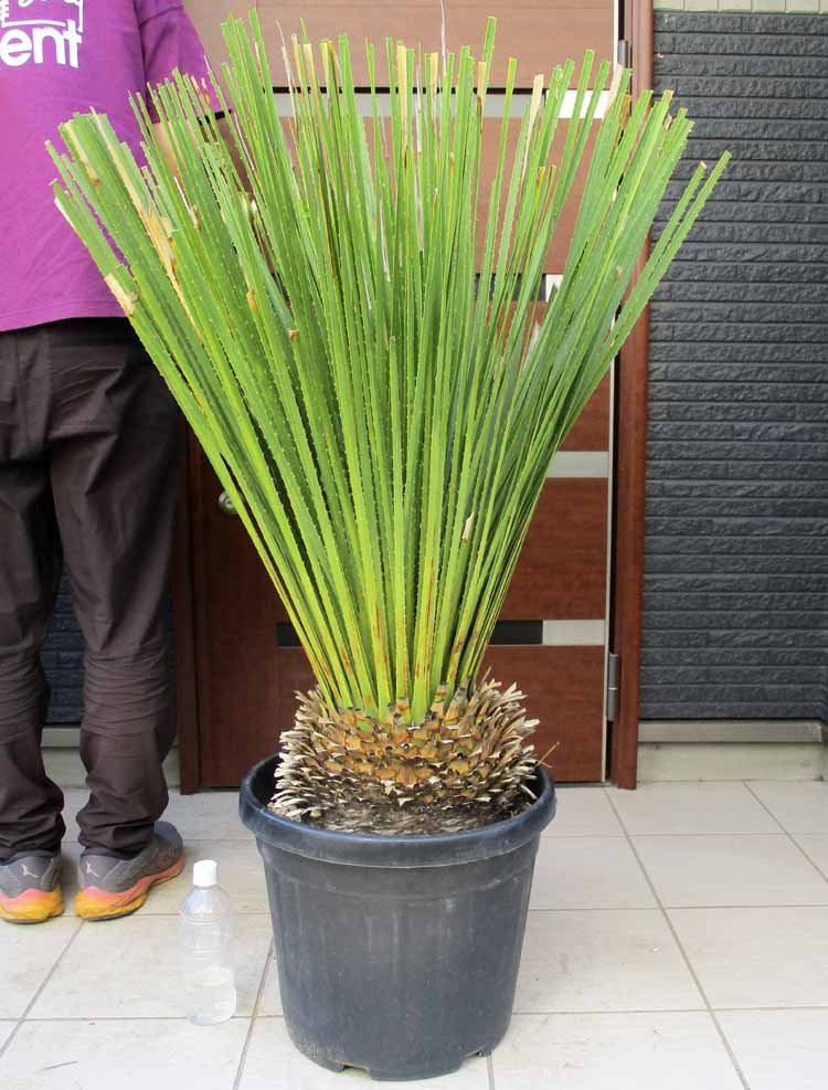 楽天市場】幹が大変太いです【現品・現物】通称：ブラックボーイ