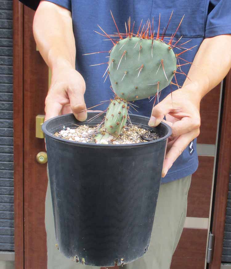 楽天市場】【現品・現物】団扇サボテン・バーバンク （バーバンク