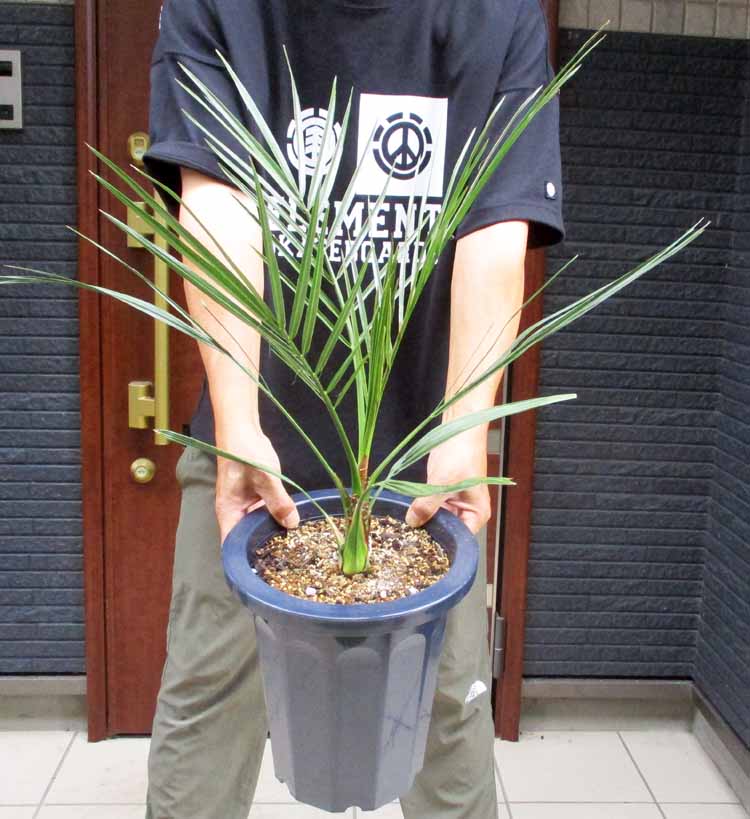 楽天市場】【現品・現物】【送料無料】アンスリウム・ジャングル