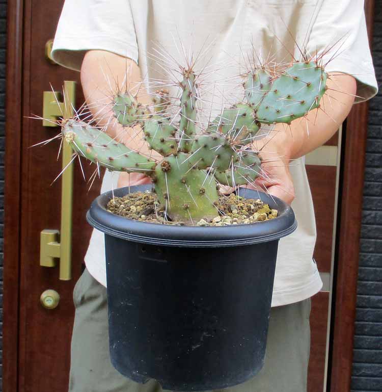 楽天市場】NEW!【現品・現物】マクロザミア・ムーレイ 10号 M6番