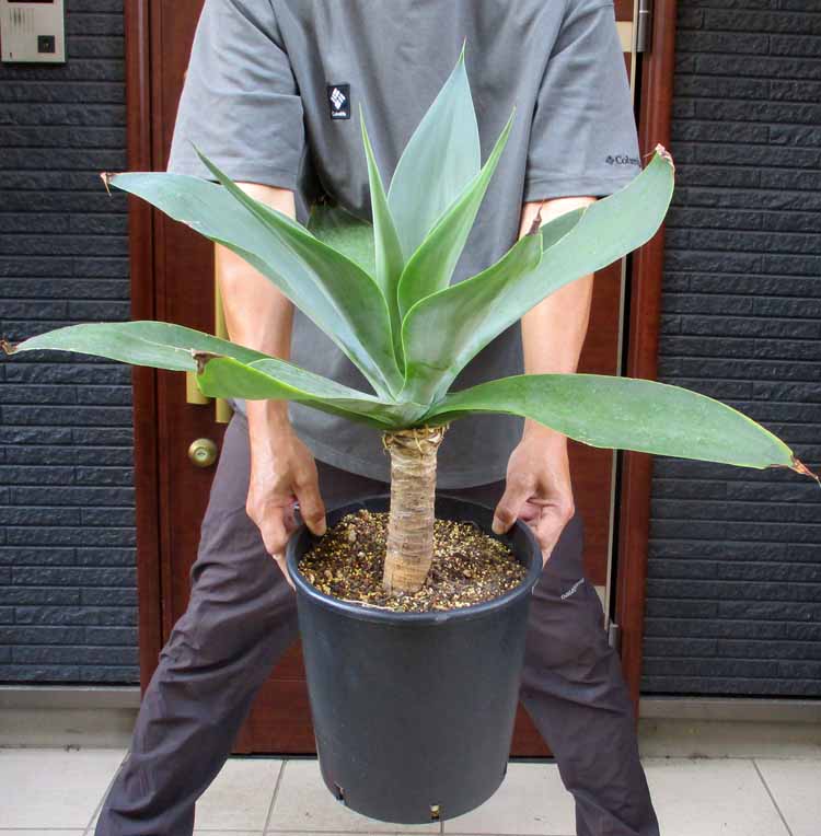 楽天市場】観葉植物：アガベ アテナータ*8号プラポット 現品をお