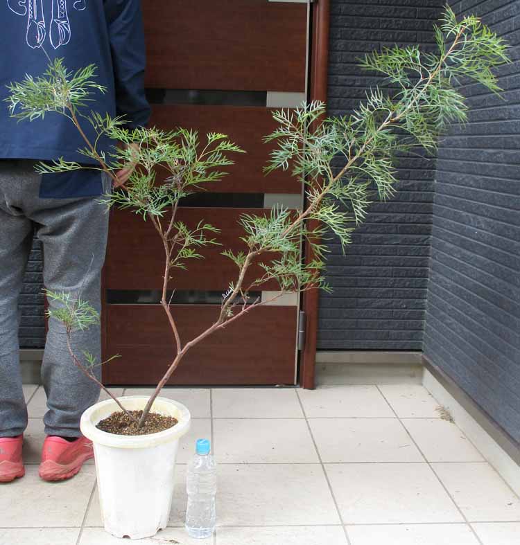 楽天市場】【現品・現物】グレビレア・バンクシー グレビリア